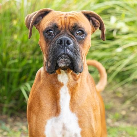 Harry - Boxer
