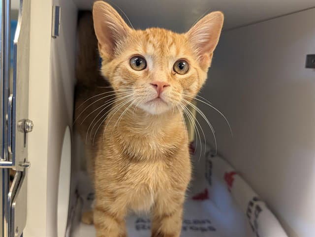 Pepperjack - Domestic Short Hair