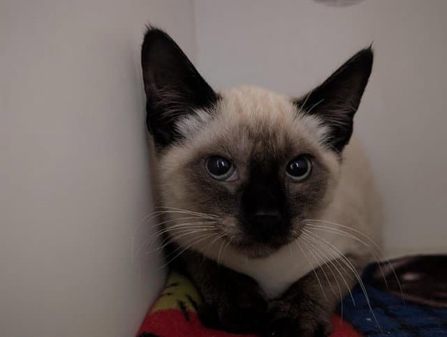 Unknown - Siamese