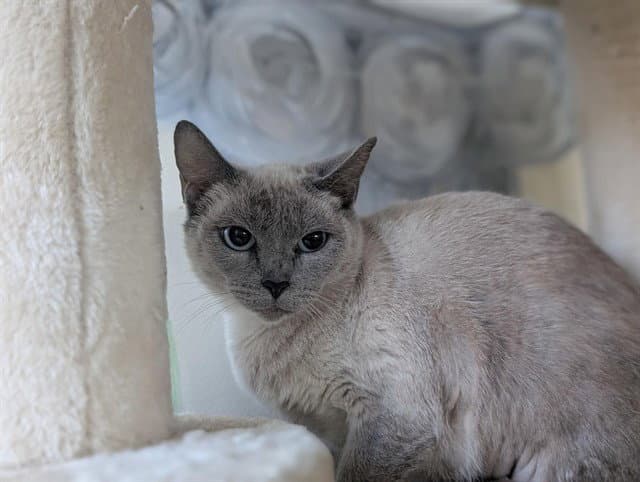 Filomena - Siamese