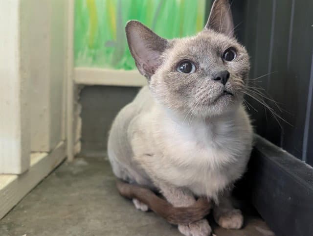 Francine - Siamese