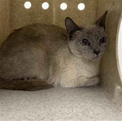 Unknown - Siamese