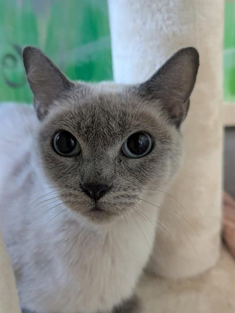 Unknown - Siamese