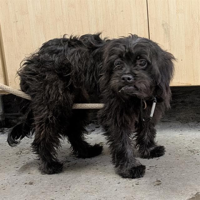 Regera - Shih Tzu