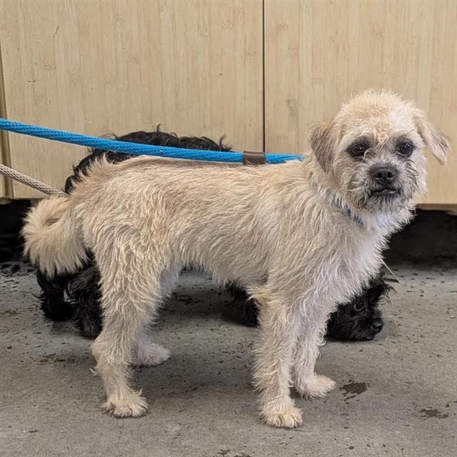 Swiss - Border Terrier