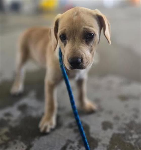 Unknown - Labrador Retriever