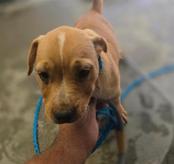 Unknown - Labrador Retriever