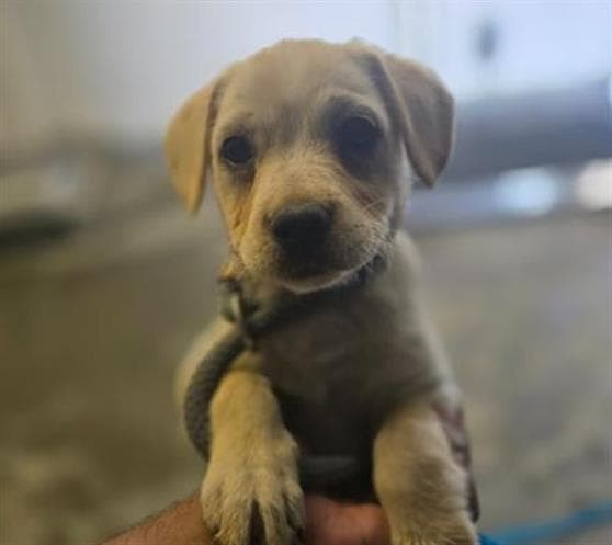 Unknown - Labrador Retriever