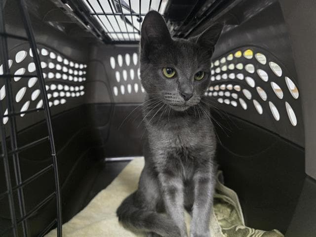 Virgo - Domestic Short Hair