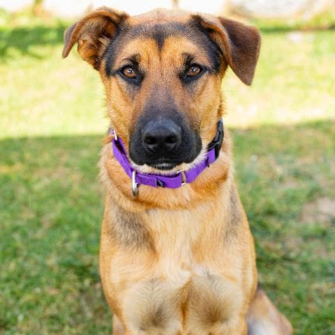Arty - German Shepherd Dog