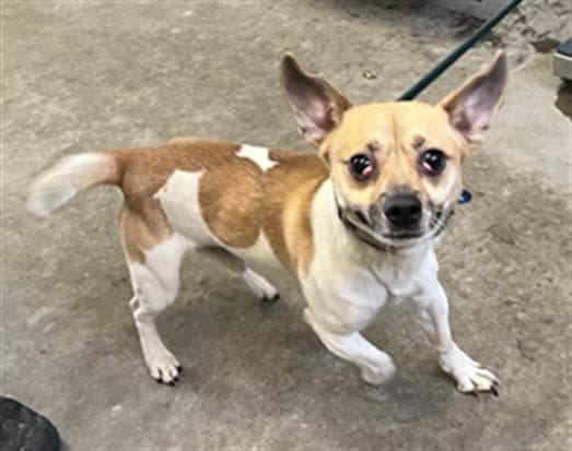 Pinto Bean - Chihuahua