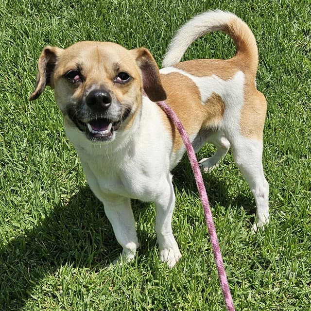 Pinto Bean - Chihuahua