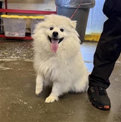 Buddy - American Eskimo Dog