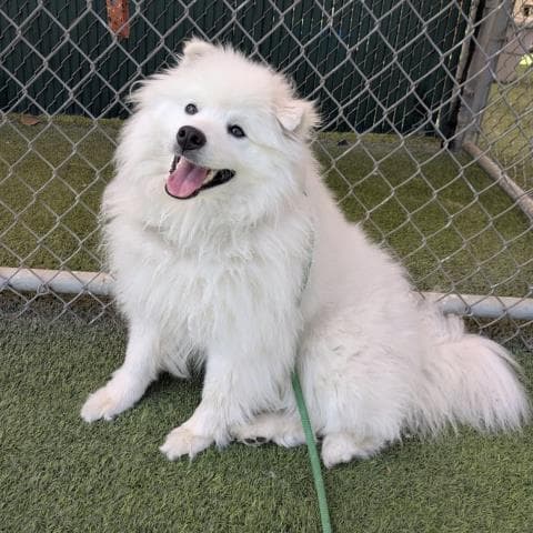 Buddy - American Eskimo Dog