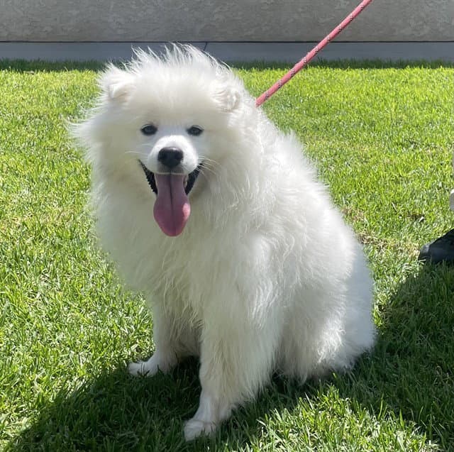 Buddy - American Eskimo Dog