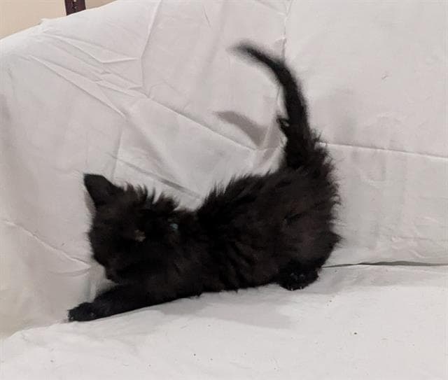 Tymphany - Domestic Short Hair