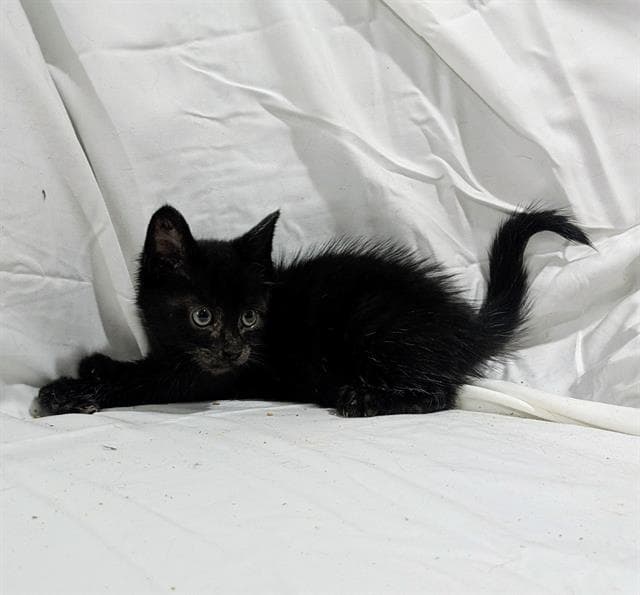Seas - Domestic Short Hair