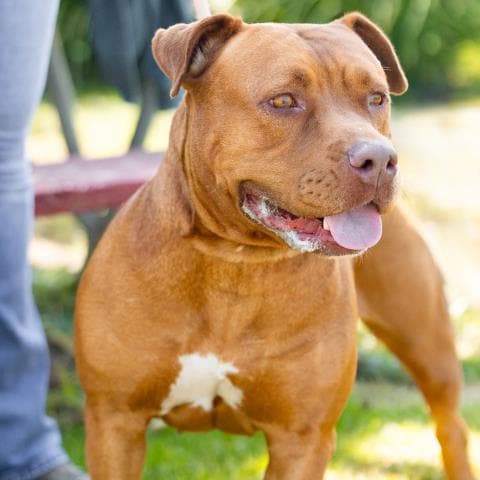 Thalli - Pit Bull Terrier