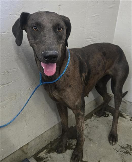 Big Mama - Great Dane