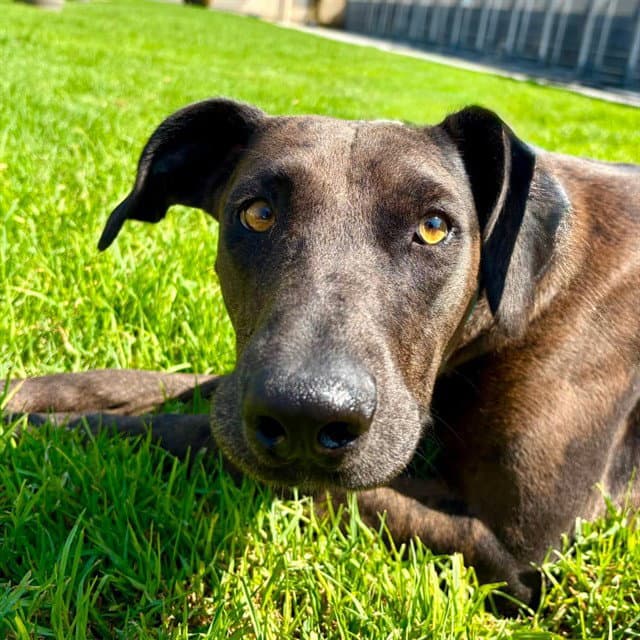 Big Mama - Great Dane