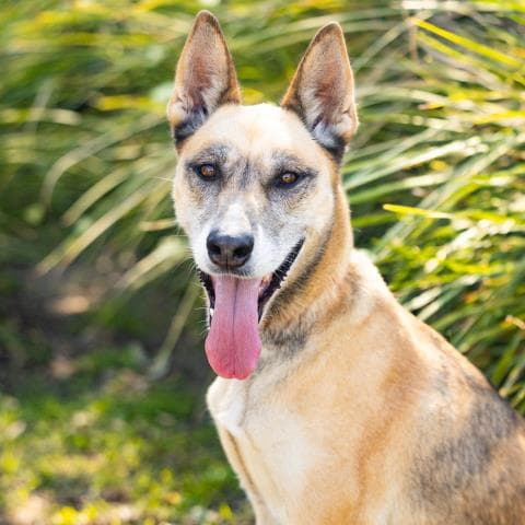 Unknown - German Shepherd Dog
