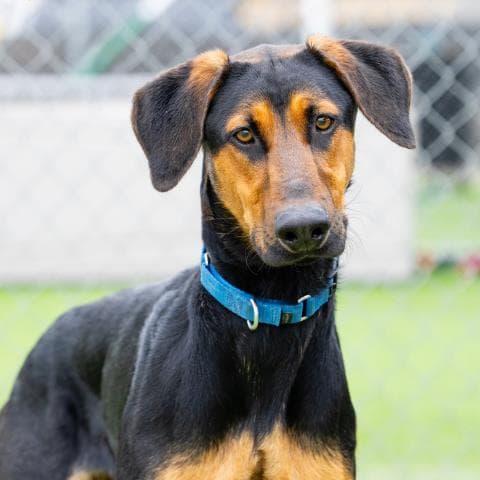 Samson - Doberman Pinscher