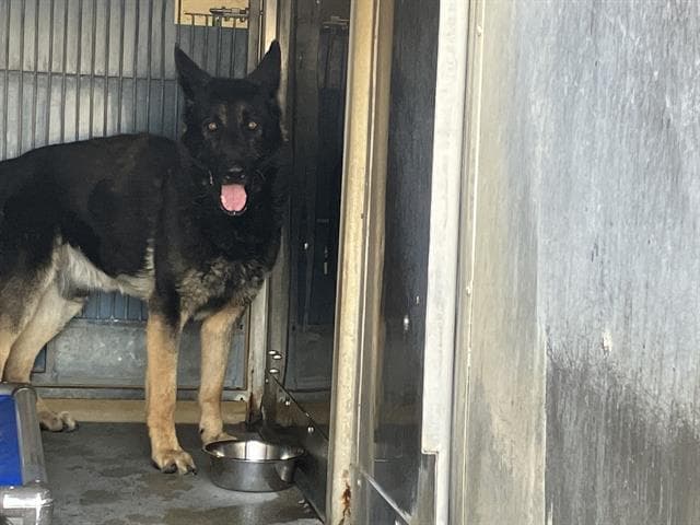 Zues - German Shepherd Dog