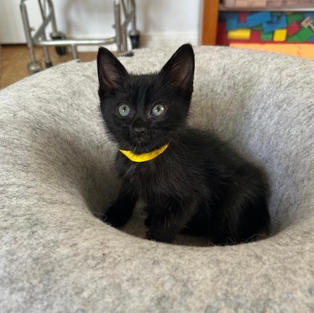 Scrappy - Domestic Short Hair