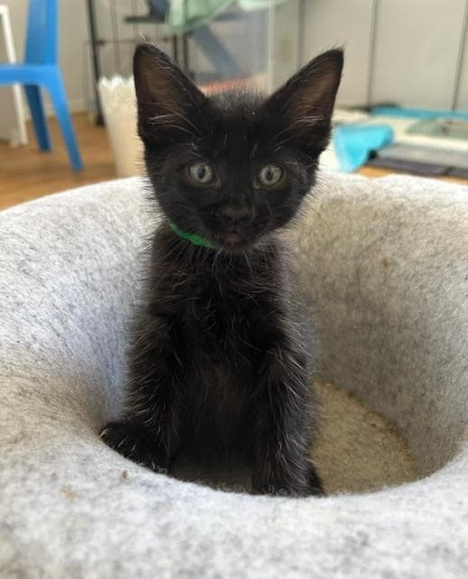 Elliot - Domestic Short Hair
