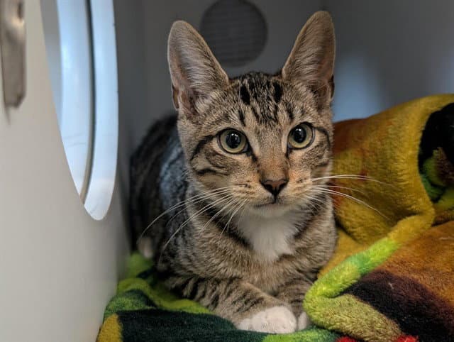 Unknown - Domestic Short Hair
