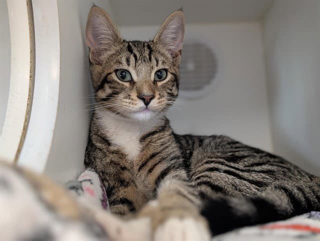 Unknown - Domestic Short Hair