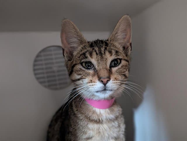 Unknown - Domestic Short Hair