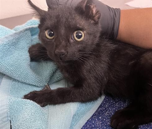 Unknown - Domestic Short Hair
