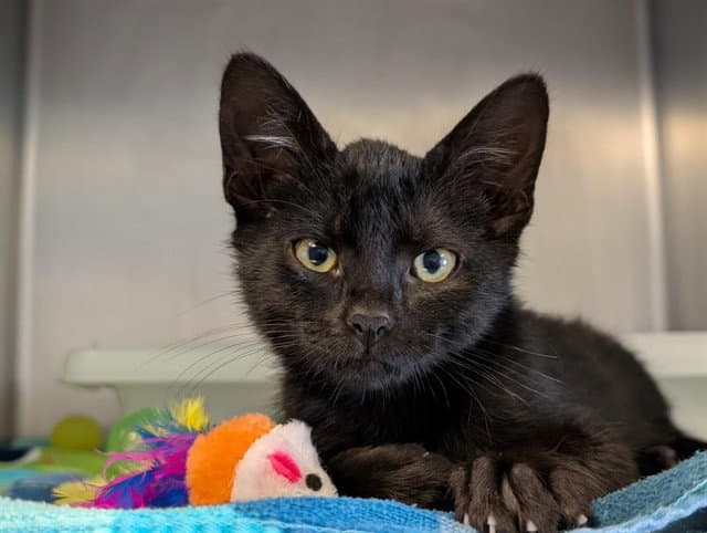 Unknown - Domestic Short Hair