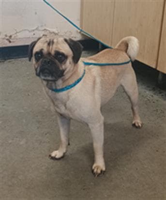 Toby - Pug
