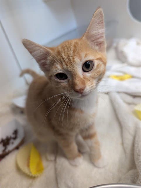 Unknown - Domestic Short Hair