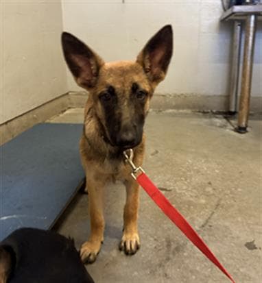 Unknown - German Shepherd Dog