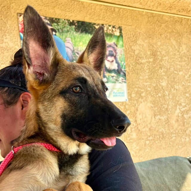 Unknown - German Shepherd Dog
