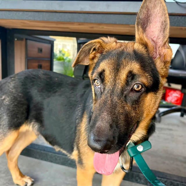 Unknown - German Shepherd Dog