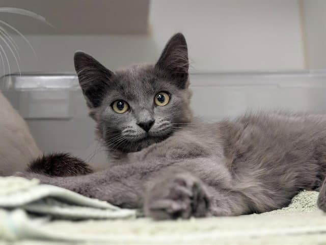Unknown - Domestic Long Hair