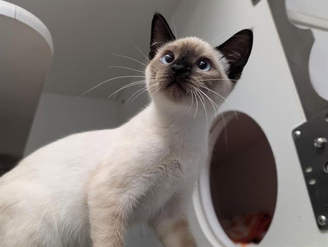 Unknown - Domestic Short Hair