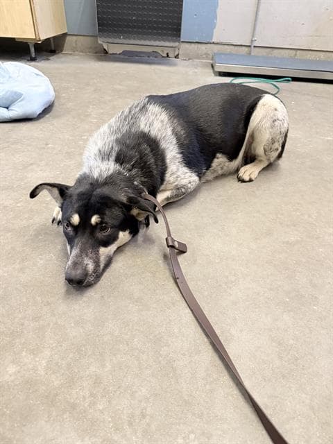 Stevie - Australian Cattle Dog/Blue Heeler