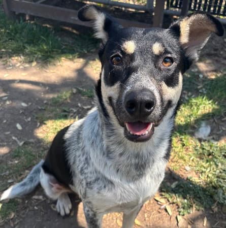Stevie - Australian Cattle Dog/Blue Heeler