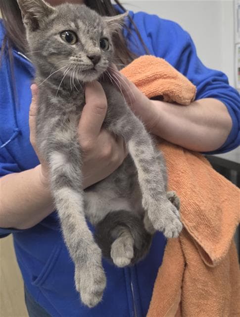 Unknown - Domestic Short Hair