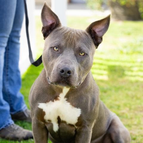 Grayson - Pit Bull Terrier