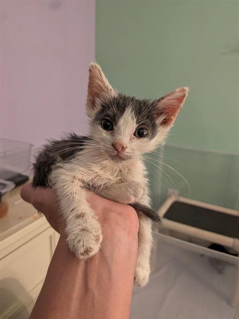 Big Spoon - Domestic Short Hair