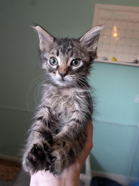 Little Spoon - Domestic Short Hair