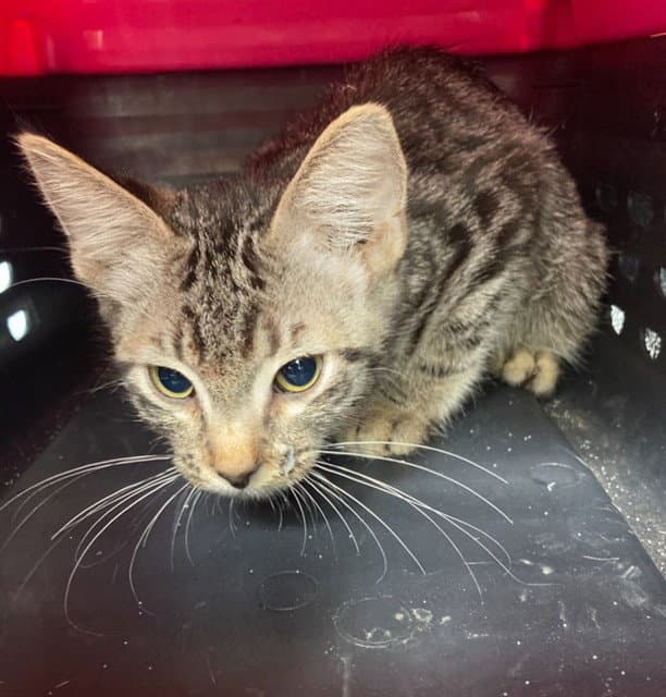 Unknown - Domestic Short Hair