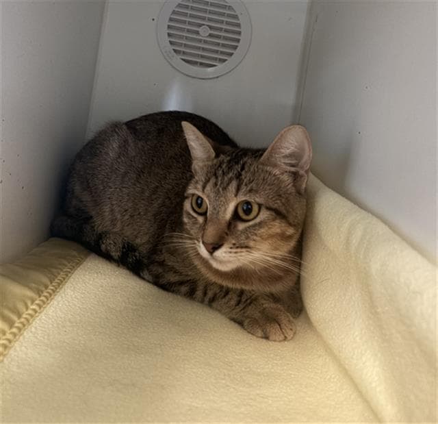 Liz - Domestic Short Hair