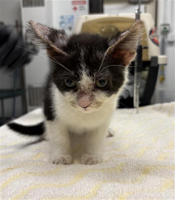 Unknown - Domestic Medium Hair